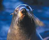 Fur Seal
