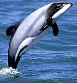 Hectors Dolphin