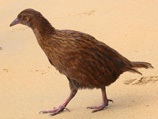 Weka